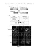 POLYPEPTIDE TARGETING TO MITOCHONDRIA diagram and image