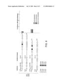 POLYPEPTIDE TARGETING TO MITOCHONDRIA diagram and image