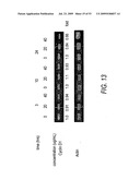 Anti-neoplastic compositions comprising extracts of black cohosh diagram and image