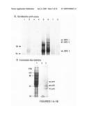 Methods and compositions for inhibition of viral replication diagram and image