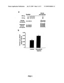 SiRNA DELIVERY INTO MAMMALIAN NERVE CELLS diagram and image