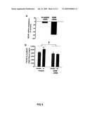 SiRNA DELIVERY INTO MAMMALIAN NERVE CELLS diagram and image