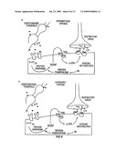 SiRNA DELIVERY INTO MAMMALIAN NERVE CELLS diagram and image