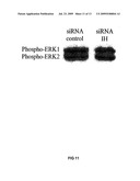 SiRNA DELIVERY INTO MAMMALIAN NERVE CELLS diagram and image