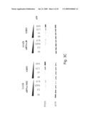 INTERFERING RNA MOLECULES diagram and image