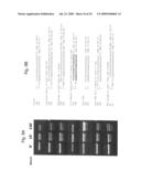 INTERFERING RNA MOLECULES diagram and image