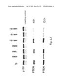 INTERFERING RNA MOLECULES diagram and image