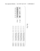 INTERFERING RNA MOLECULES diagram and image