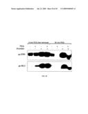 Method for Treating Endothelial and Epithelial Cell Disorders by Administering High Molecular Weight PEG-Like Compounds diagram and image