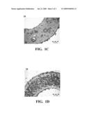 Foamable Fluoropolymer Composition diagram and image