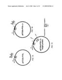 EXPRESSION SYSTEM FOR ENHANCING SOLUBILITY AND IMMUNOGENEICITY OF RECOMBINANT PROTEINS diagram and image