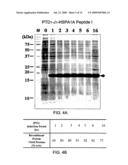 EXPRESSION SYSTEM FOR ENHANCING SOLUBILITY AND IMMUNOGENEICITY OF RECOMBINANT PROTEINS diagram and image