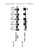 EXPRESSION SYSTEM FOR ENHANCING SOLUBILITY AND IMMUNOGENEICITY OF RECOMBINANT PROTEINS diagram and image