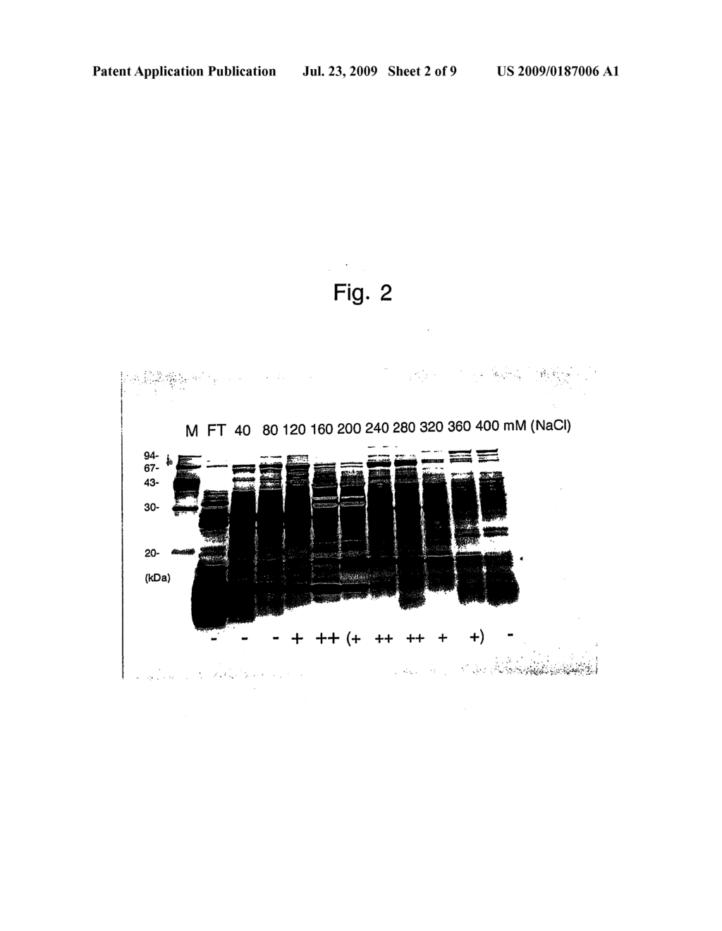 NOVEL PROTEIN, A GENE ENCODING THEREFOR AND A METHOD OF USING THE SAME - diagram, schematic, and image 03