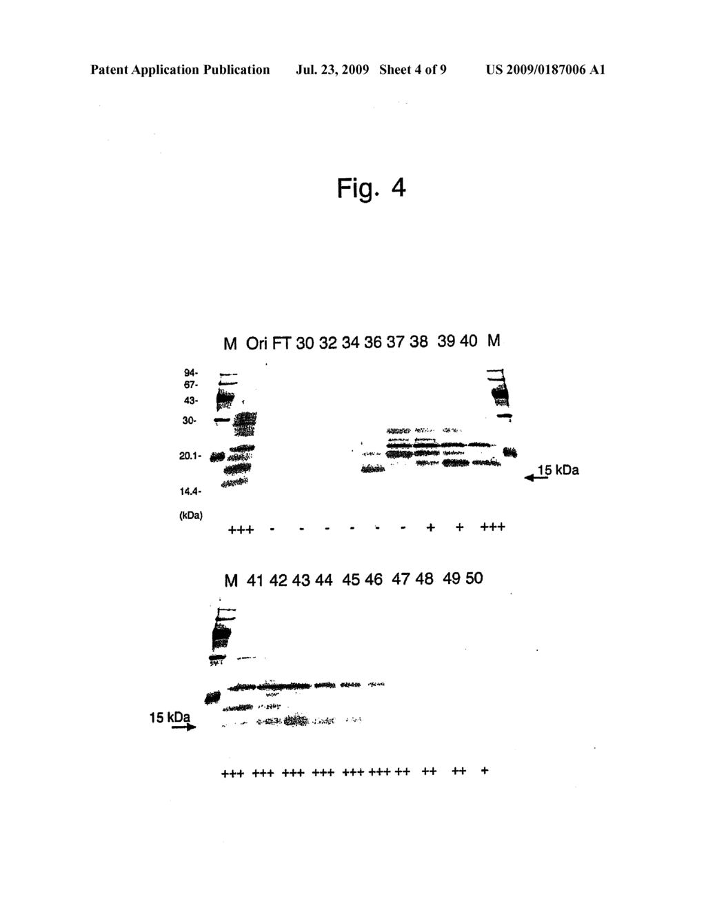 NOVEL PROTEIN, A GENE ENCODING THEREFOR AND A METHOD OF USING THE SAME - diagram, schematic, and image 05