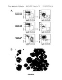 HUMAN HEMATOPOIETIC MULTIPOTENT PROGENITOR CELLS diagram and image