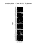 Pregnancy-Induced Oligodendrocyte Precursor Cell Proliferation Regulated by Prolactin diagram and image