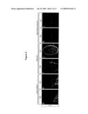 Pregnancy-Induced Oligodendrocyte Precursor Cell Proliferation Regulated by Prolactin diagram and image