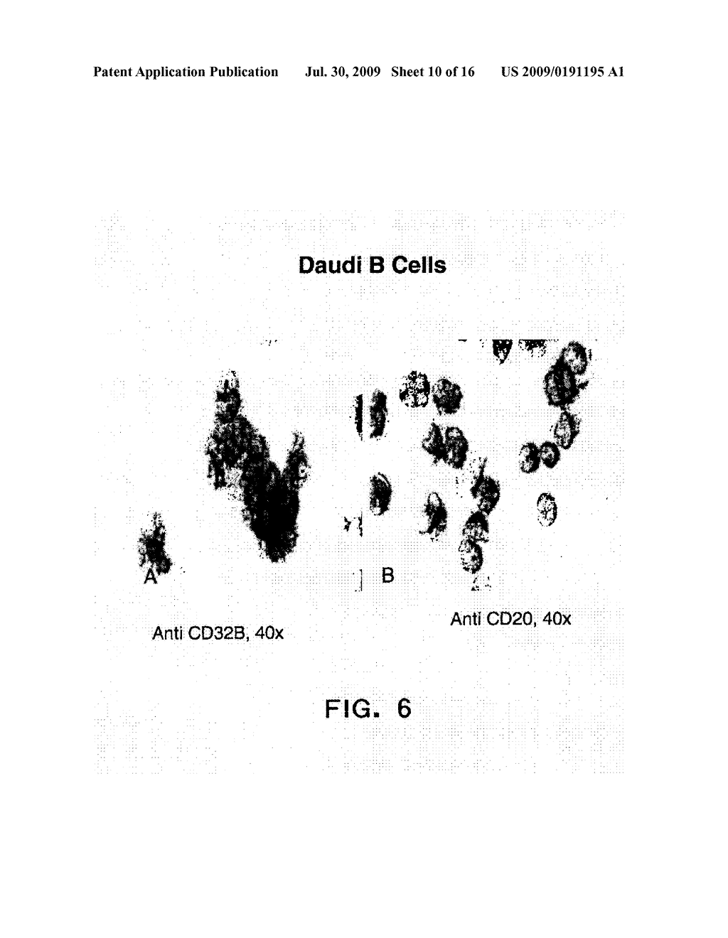 Combination of FcgammaRIIB-Specific Antibodies and CD20-Specific Antibodies and Methods of Use Thereof - diagram, schematic, and image 11