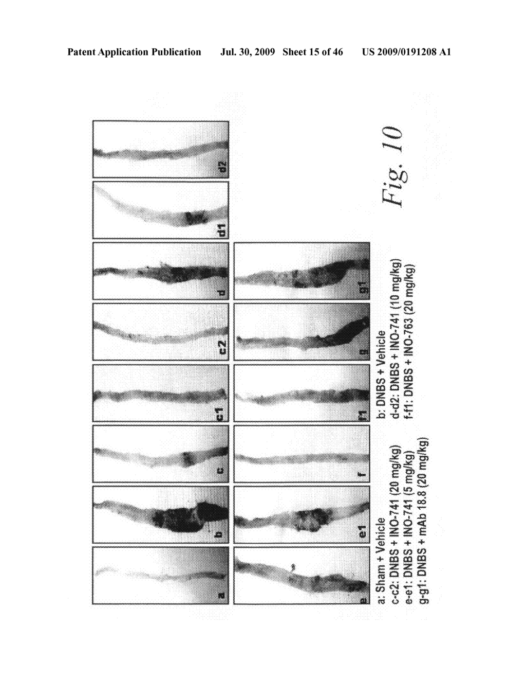 Antibodies against flagellin and uses thereof - diagram, schematic, and image 16