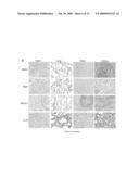 Peptides that selectively home to heart vasculature and related conjugates and methods diagram and image