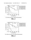 MN/CA IX/CA9 and renal cancer prognosis diagram and image