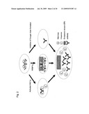 METHOD FOR HIGH-LEVEL SECRETORY PRODUCTION OF PROTEIN diagram and image