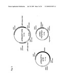 METHOD FOR HIGH-LEVEL SECRETORY PRODUCTION OF PROTEIN diagram and image