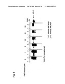 METHOD FOR HIGH-LEVEL SECRETORY PRODUCTION OF PROTEIN diagram and image