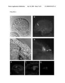 PLANT EGG CELL TRANSCRIPTIONAL CONTROL SEQUENCES diagram and image