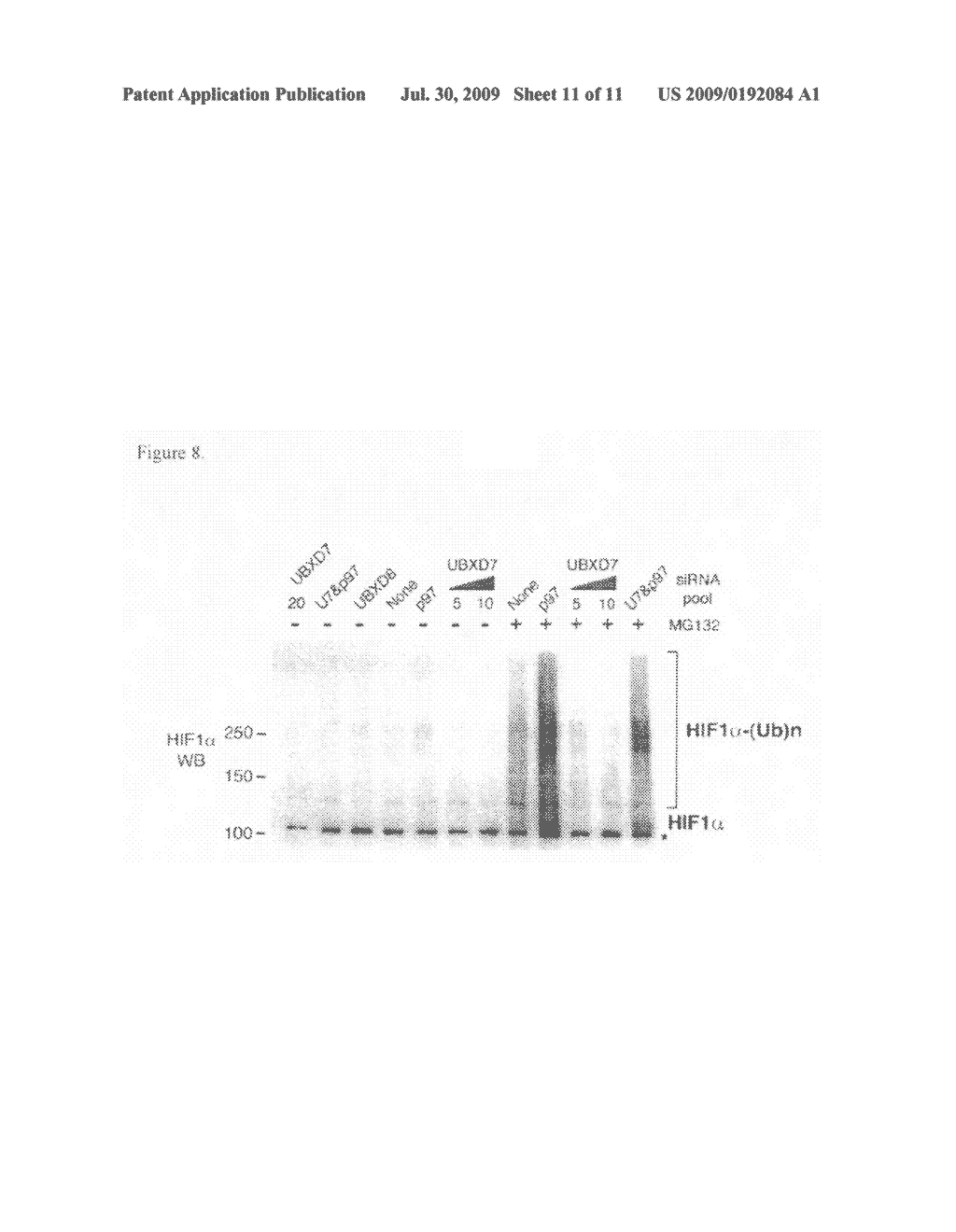 Compositions and method of treating hypoxia-associated diseases - diagram, schematic, and image 12