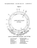 Conditional-Stop Dimerizable Caspase Transgenic Animals diagram and image