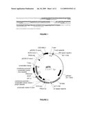 Plants Having Increase Yield and Method for Making the Same diagram and image