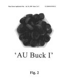 CHESTNUT PLANT NAMED  AU BUCK I  diagram and image