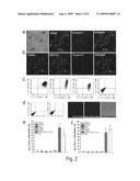 Kidney-Derived Stem Cell Population, Identification and Therapeutic Use diagram and image