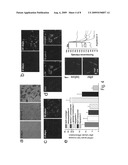 Kidney-Derived Stem Cell Population, Identification and Therapeutic Use diagram and image