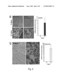 Kidney-Derived Stem Cell Population, Identification and Therapeutic Use diagram and image