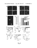 Kidney-Derived Stem Cell Population, Identification and Therapeutic Use diagram and image