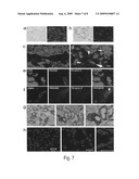 Kidney-Derived Stem Cell Population, Identification and Therapeutic Use diagram and image