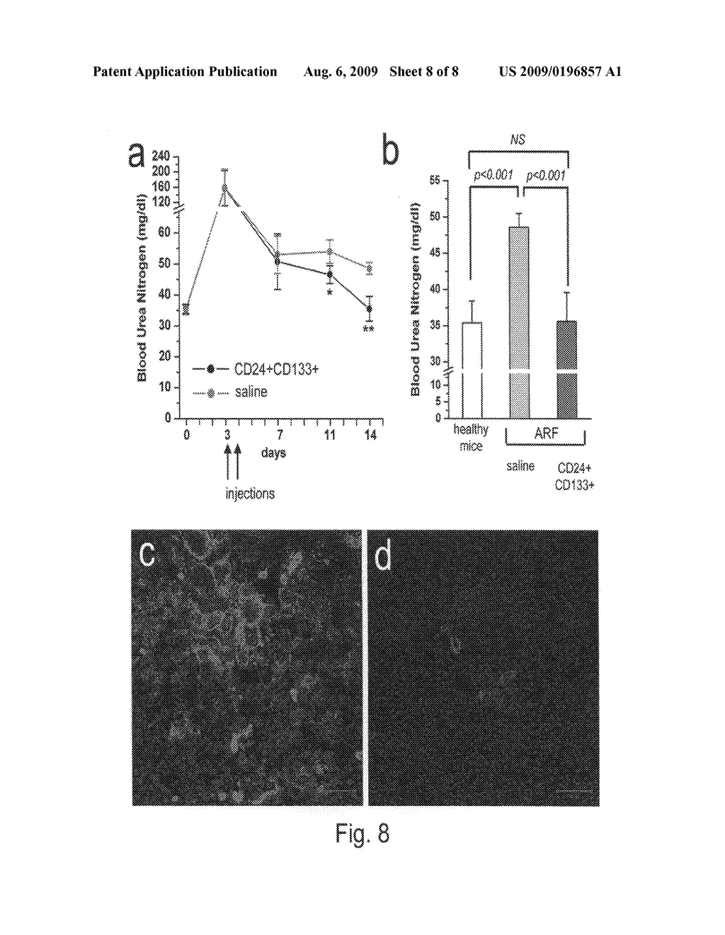 Kidney-Derived Stem Cell Population, Identification and Therapeutic Use - diagram, schematic, and image 09