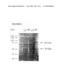 Nucleic acids encoding recombinant 56 and 82 kDa antigents from gametocytes of Eimeria maxima and their uses diagram and image