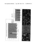 Assays Using Nanoparticles diagram and image