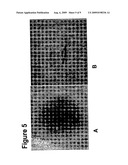 CELL CO-CULTURE FOR HAIR FOLLICLE PRODUCTION diagram and image