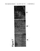 CELL CO-CULTURE FOR HAIR FOLLICLE PRODUCTION diagram and image