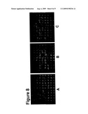 CELL CO-CULTURE FOR HAIR FOLLICLE PRODUCTION diagram and image