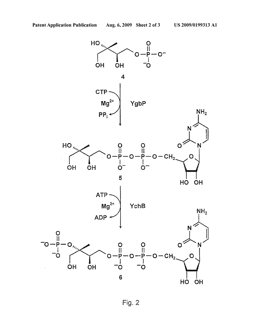 Non-mevalonate isoprenoid pathway - diagram, schematic, and image 03