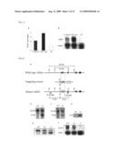 MODEL ANIMAL OF DENDRITIC CELL IMMUNORECEPTOR GENE KNOCKOUT DISEASE diagram and image