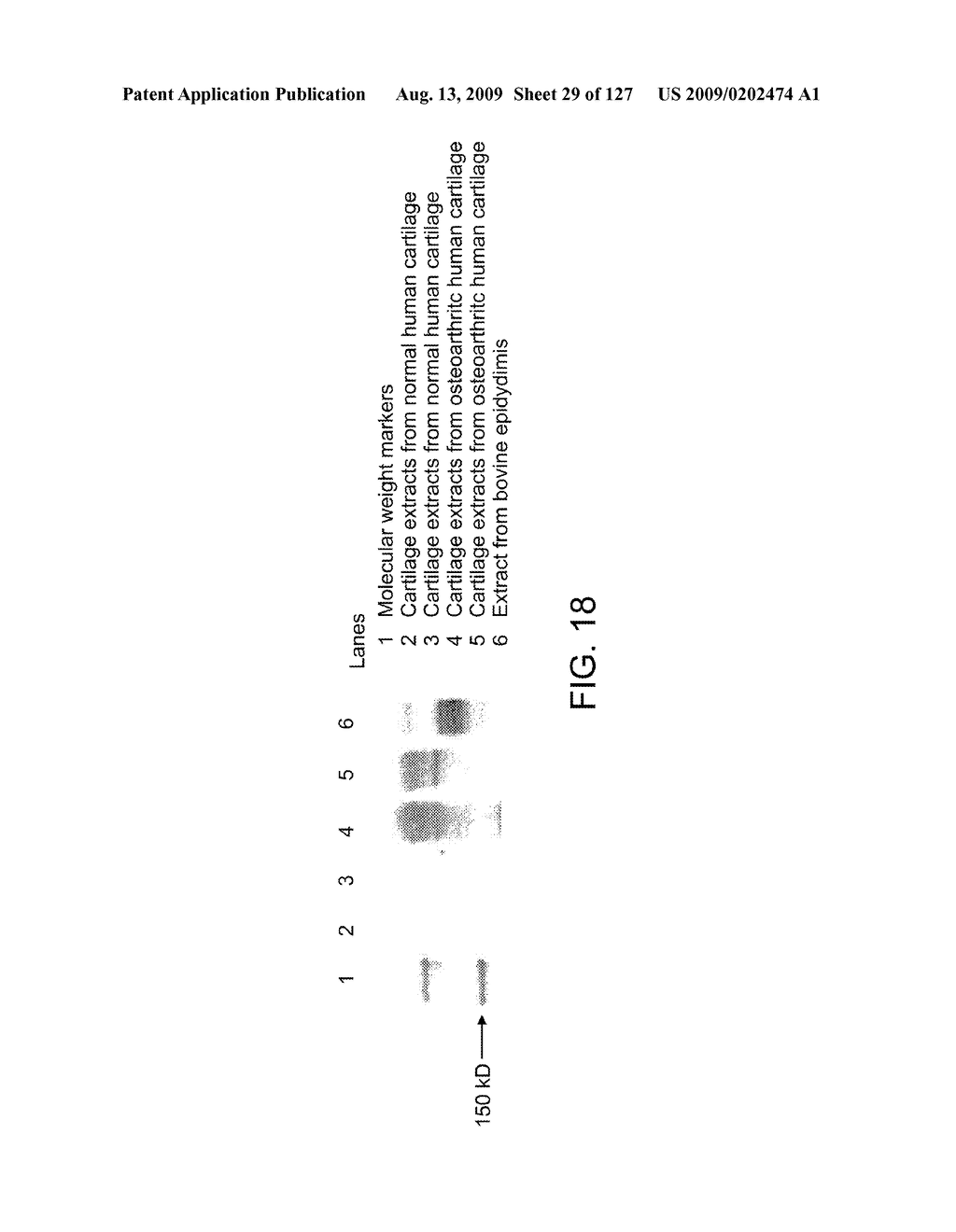 EXPRESSION OF ORPHAN GPR64 IN INFLAMMATORY DISEASES - diagram, schematic, and image 30