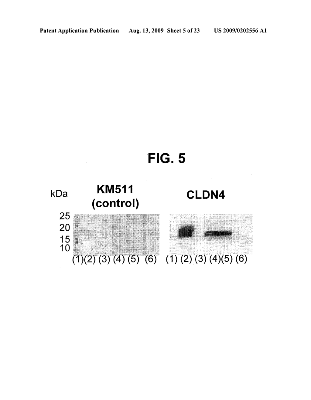 ANTI-CLAUDIN-4 ANTIBODY - diagram, schematic, and image 06