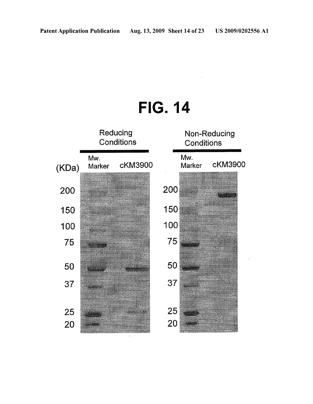 ANTI-CLAUDIN-4 ANTIBODY - diagram, schematic, and image 15